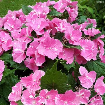 Jalohortensia So Long Starlit Sky