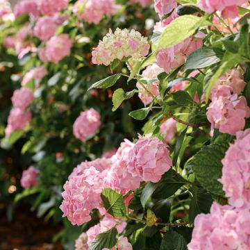 Jalohortensia Soft Pink Salsa