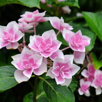 Jalohortensia Stargazer
