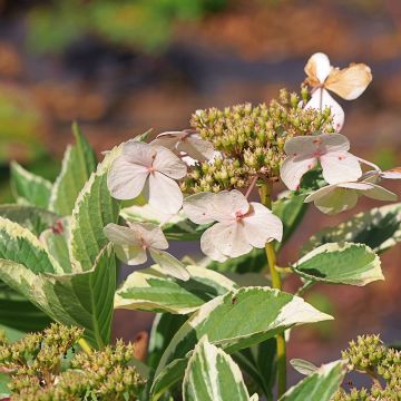 Jalohortensia Tricolor
