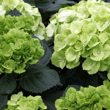 Jalohortensia Verdi