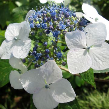 Jalohortensia White Wave