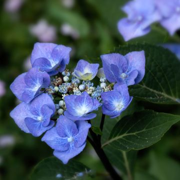 Jalohortensia Zorro