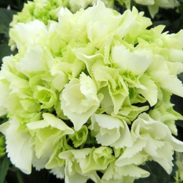 Jalohortensia Bright White
