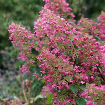 Syyshortensia Pink diamond