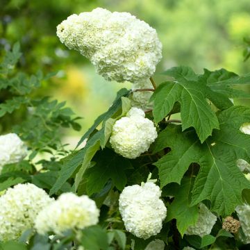 Tammihortensia Gatsby Moon