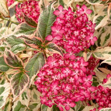 Safiirihortensia Euphoria Pink