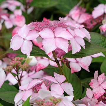 Safiirihortensia Grayswood