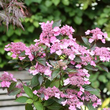 Safiirihortensia Koreana