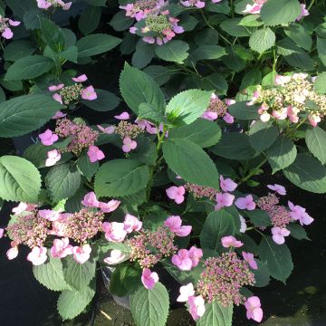Safiirihortensia Magic Pillow