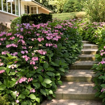 Safiirihortensia Summer Glow