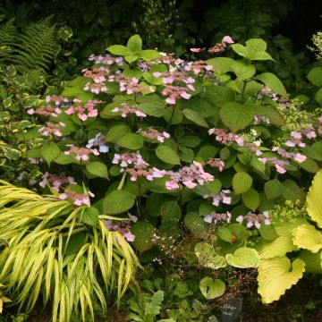 Safiirihortensia Veerle