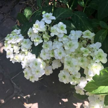 Safiirihortensia White on White