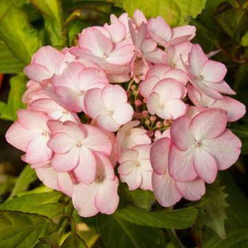 Jalohortensia Sabrina
