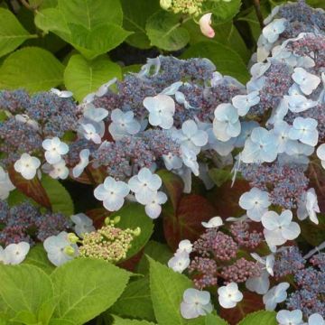 Safiirihortensia Shojo