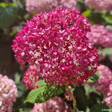Pallohortensia Candybelle Sorbet