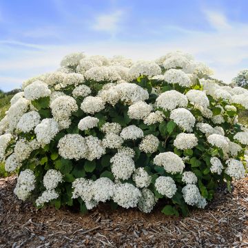 Pallohortensia FlowerWOW