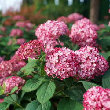 Pallohortensia Ruby Annabelle