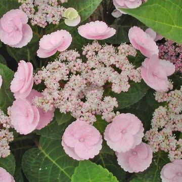 Jalohortensia Camino