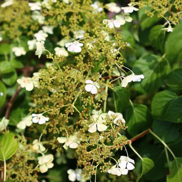 Köynnöshortensia var. cordifolia