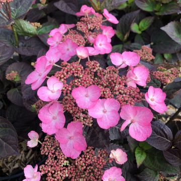 Safiirihortensia Daredevil