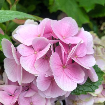 Jalohortensia Xian