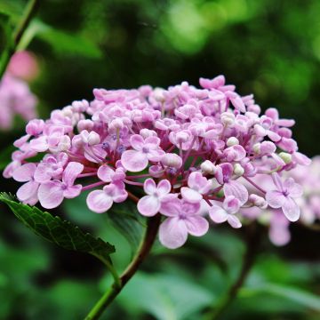 Jalohortensia Ayesha