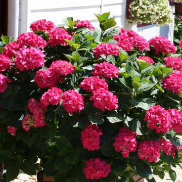 Jalohortensia King George V