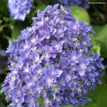 Jalohortensia Stellar Bleu