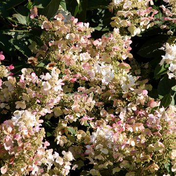 Syyshortensia Burgondy Lace