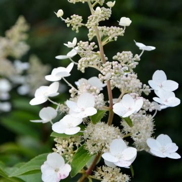 Syyshortensia Tardiva