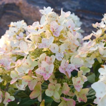 Syyshortensia Tickled Pink