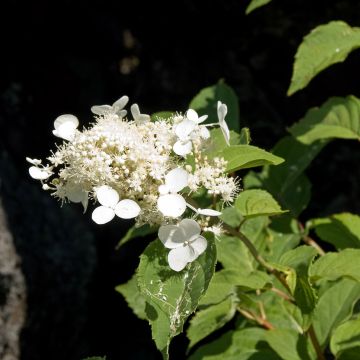 Syyshortensia White Moth