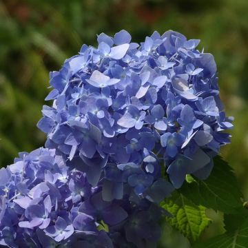Jalohortensia Endless Summer The Original Blue