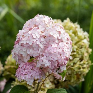 Pallohortensia Stand up Pink