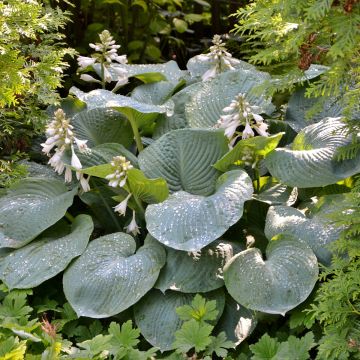 Kuunlilja Hosta Blue Angel