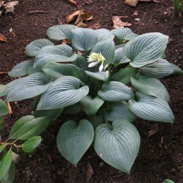 Kuunlilja Fragrant Blue