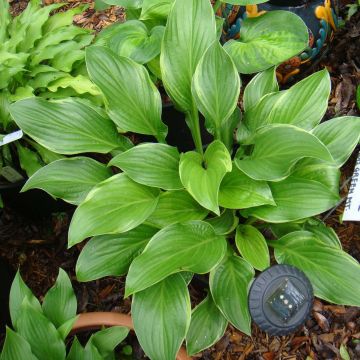 Kuunlilja Fragrant Fire