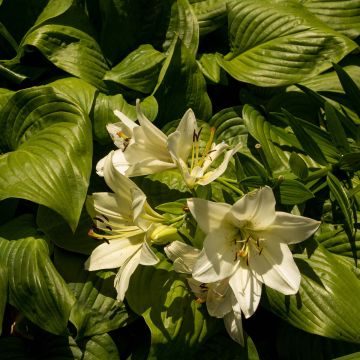Kuunlilja Honeybells