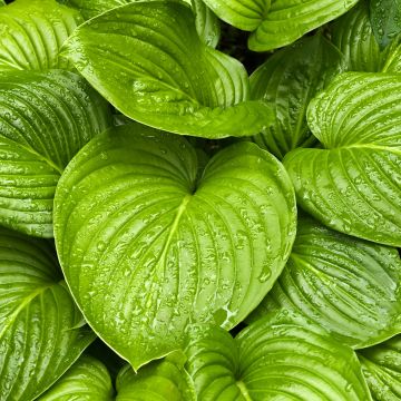 Kuunlilja UFO
