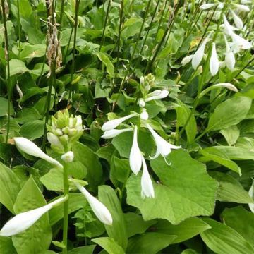 Kuunlilja White Trumpets