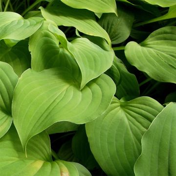 Kuunlilja - Hosta nakaiana