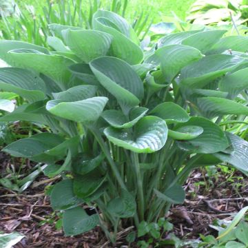 Kuunlilja - Hosta nigrescens