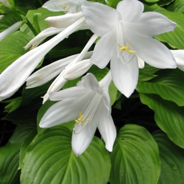 Tuoksukuunlilja Aphrodite