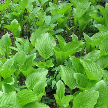 Tuoksukuunlilja var. japonica