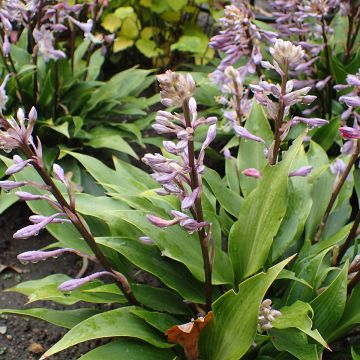 Myöhäiskuunlilja - Hosta tardiflora
