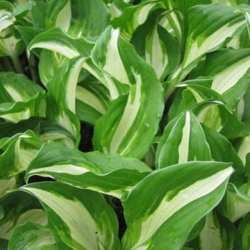 Kirjokuunlilja Mediovariegata