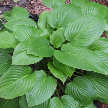 Kuunlilja ventricosa