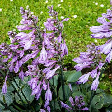 Kuunlilja Hosta Blue Cadet