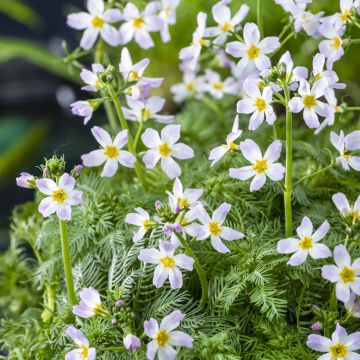 Vesisulka - Hottonia palustris